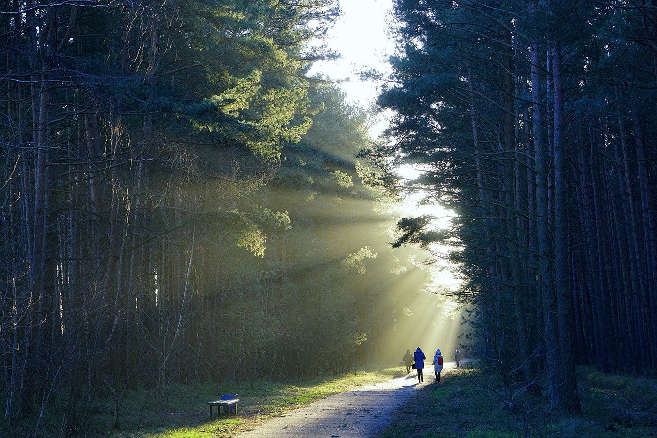 people with collective guilt walking in the forest through sunshine